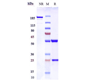 SDS-PAGE - Anti-Nogo Antibody [NG-101] - Low endotoxin, Azide free (A324163) - Antibodies.com