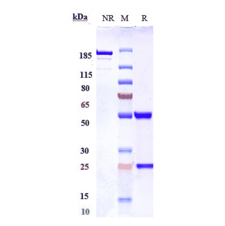 SDS-PAGE - Anti-Nogo Antibody [NG-101] - Low endotoxin, Azide free (A324163) - Antibodies.com