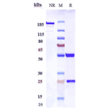 SDS-PAGE - Anti-Nogo Antibody [NG-101] - Low endotoxin, Azide free (A324163) - Antibodies.com