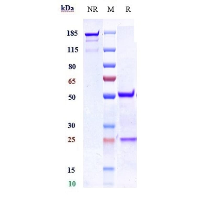 SDS-PAGE - Anti-Nogo Receptor Antibody [Research Grade Biosimilar] - Low endotoxin, Azide free (A324164) - Antibodies.com