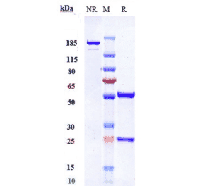 SDS-PAGE - Anti-Notch1 Antibody [Research Grade Biosimilar] - Low endotoxin, Azide free (A324165) - Antibodies.com