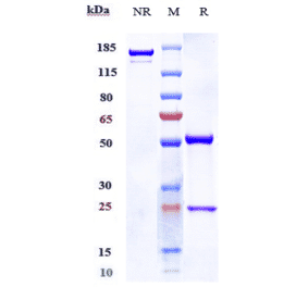 SDS-PAGE - Anti-Notch3 Antibody [Research Grade Biosimilar] - Low endotoxin, Azide free (A324166) - Antibodies.com