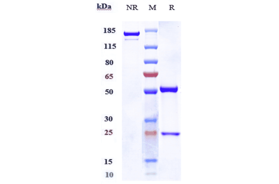 SDS-PAGE - Anti-Notch3 Antibody [Research Grade Biosimilar] - Low endotoxin, Azide free (A324166) - Antibodies.com