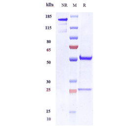 SDS-PAGE - Anti-OB Cadherin Antibody [RG6125] - Low endotoxin, Azide free (A324167) - Antibodies.com