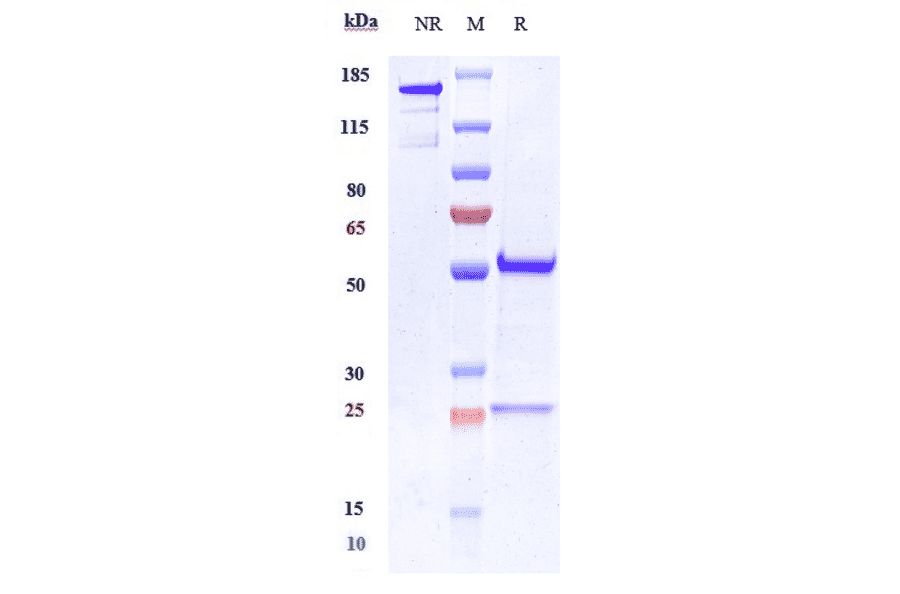 SDS-PAGE - Anti-OB Cadherin Antibody [RG6125] - Low endotoxin, Azide free (A324167) - Antibodies.com