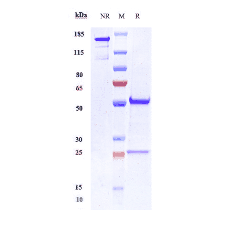 SDS-PAGE - Anti-OB Cadherin Antibody [RG6125] - Low endotoxin, Azide free (A324167) - Antibodies.com