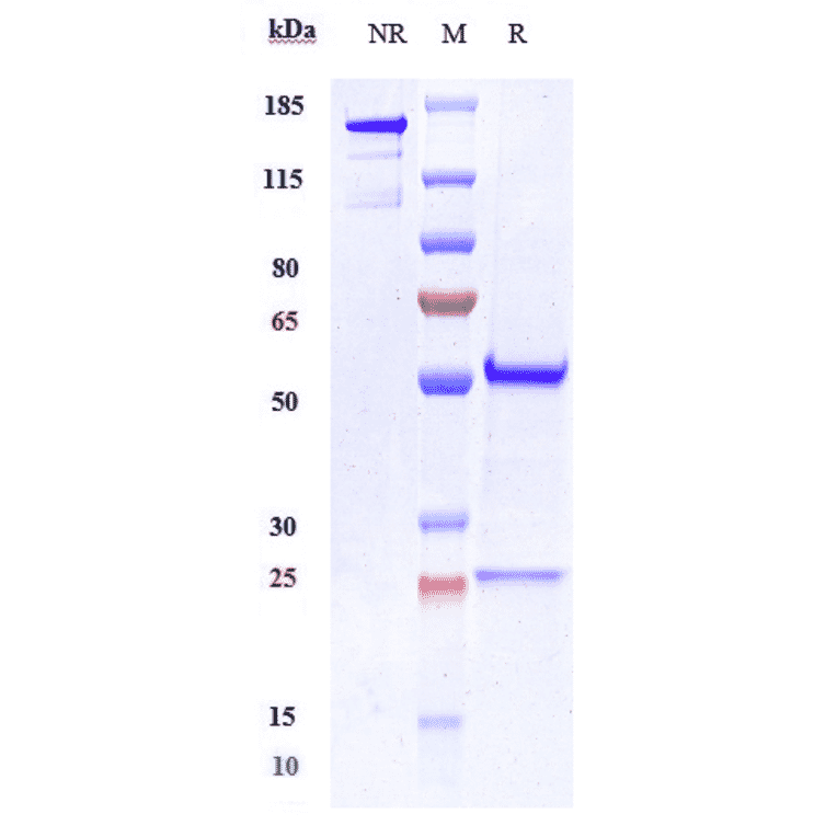 SDS-PAGE - Anti-OB Cadherin Antibody [RG6125] - Low endotoxin, Azide free (A324167) - Antibodies.com