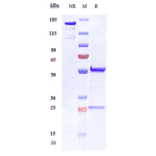 SDS-PAGE - Anti-OB Cadherin Antibody [RG6125] - Low endotoxin, Azide free (A324167) - Antibodies.com