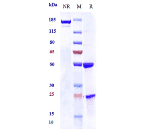 SDS-PAGE - Anti-Osteopontin Antibody [ASK8007] - Low endotoxin, Azide free (A324169) - Antibodies.com