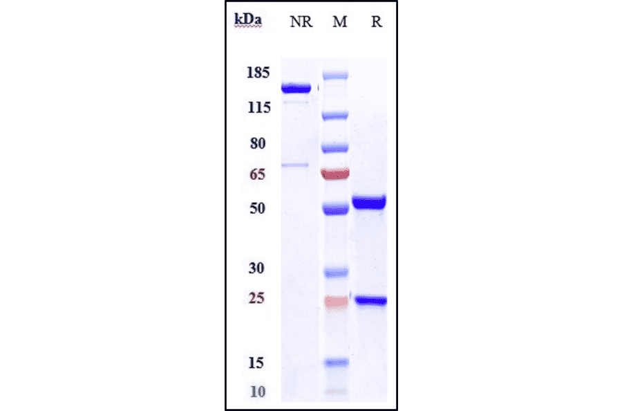 SDS-PAGE - Anti-OxLDL Antibody [Research Grade Biosimilar] - Low endotoxin, Azide free (A324170) - Antibodies.com