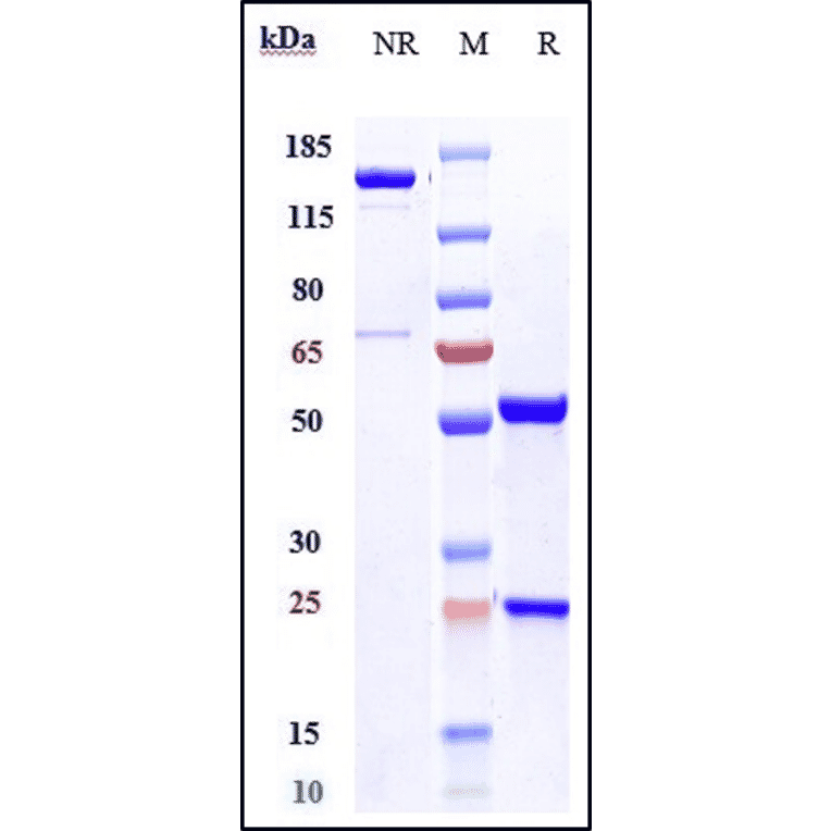 SDS-PAGE - Anti-OxLDL Antibody [Research Grade Biosimilar] - Low endotoxin, Azide free (A324170) - Antibodies.com