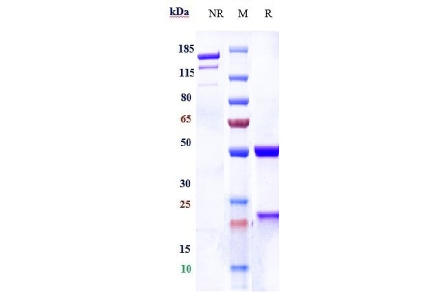 SDS-PAGE - Anti-P Cadherin Antibody [PF-03732010] - Low endotoxin, Azide free (A324171) - Antibodies.com