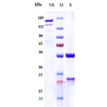 SDS-PAGE - Anti-P Cadherin Antibody [PF-03732010] - Low endotoxin, Azide free (A324171) - Antibodies.com