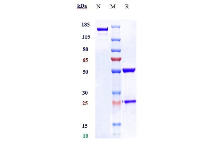 SDS-PAGE - Anti-PAI1 Antibody [Research Grade Biosimilar] - Low endotoxin, Azide free (A324173) - Antibodies.com