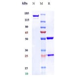 SDS-PAGE - Anti-PAI1 Antibody [Research Grade Biosimilar] - Low endotoxin, Azide free (A324173) - Antibodies.com