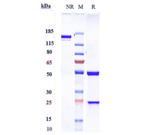 SDS-PAGE - Anti-PAR2 Antibody [Research Grade Biosimilar] - Low endotoxin, Azide free (A324174) - Antibodies.com