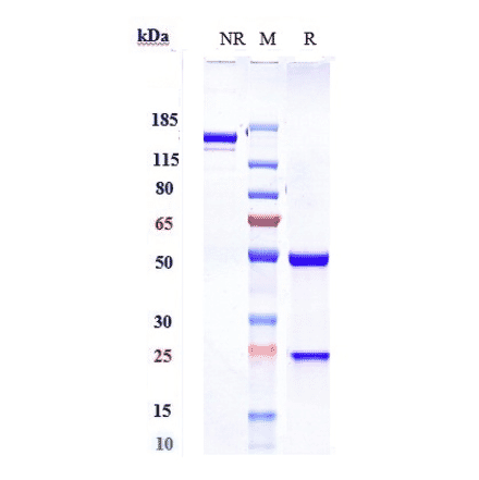 SDS-PAGE - Anti-PAR2 Antibody [Research Grade Biosimilar] - Low endotoxin, Azide free (A324174) - Antibodies.com