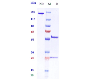 SDS-PAGE - Anti-PAR2 Antibody [Research Grade Biosimilar] - Low endotoxin, Azide free (A324175) - Antibodies.com