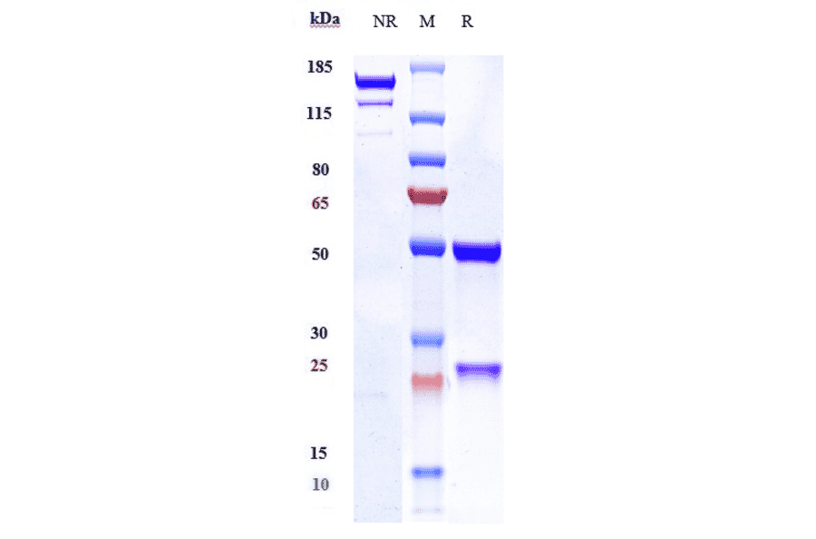 SDS-PAGE - Anti-PAR2 Antibody [PAR650097] - Low endotoxin, Azide free (A324176) - Antibodies.com
