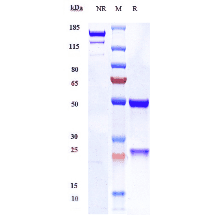 SDS-PAGE - Anti-PAR2 Antibody [PAR650097] - Low endotoxin, Azide free (A324176) - Antibodies.com