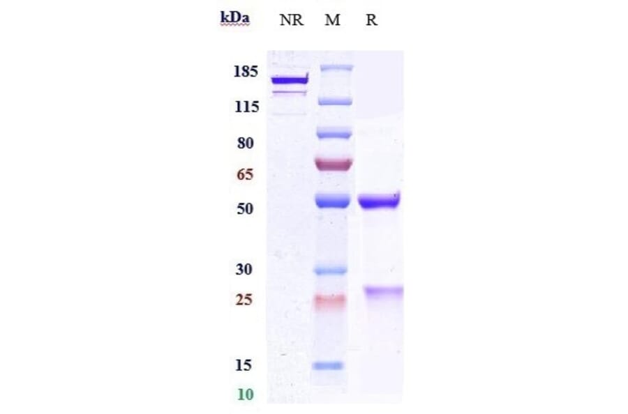 SDS-PAGE - Anti-PCSK9 Antibody [Research Grade Biosimilar] - Low endotoxin, Azide free (A324178) - Antibodies.com