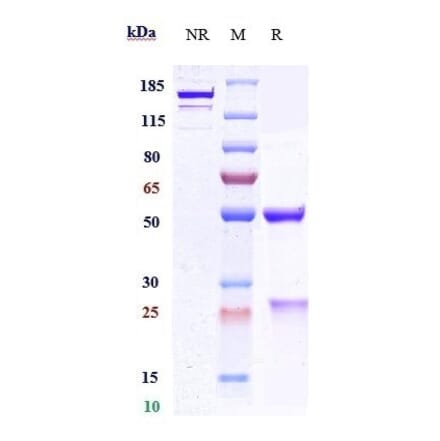 SDS-PAGE - Anti-PCSK9 Antibody [Research Grade Biosimilar] - Low endotoxin, Azide free (A324178) - Antibodies.com