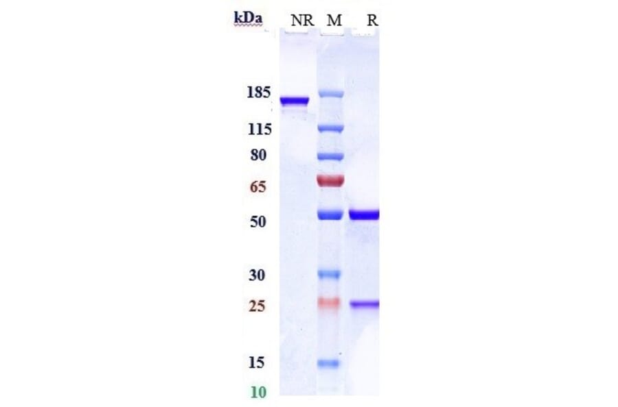 SDS-PAGE - Anti-PCSK9 Antibody [Research Grade Biosimilar] - Low endotoxin, Azide free (A324179) - Antibodies.com