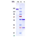 SDS-PAGE - Anti-PCSK9 Antibody [Research Grade Biosimilar] - Low endotoxin, Azide free (A324179) - Antibodies.com