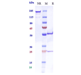 SDS-PAGE - Anti-PCSK9 Antibody [RG7652] - Low endotoxin, Azide free (A324181) - Antibodies.com