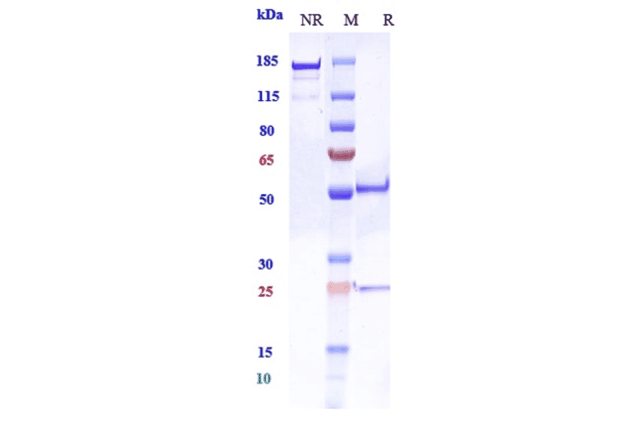 SDS-PAGE - Anti-PCSK9 Antibody [RG7652] - Low endotoxin, Azide free (A324181) - Antibodies.com
