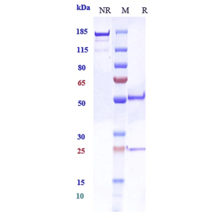 SDS-PAGE - Anti-PCSK9 Antibody [RG7652] - Low endotoxin, Azide free (A324181) - Antibodies.com