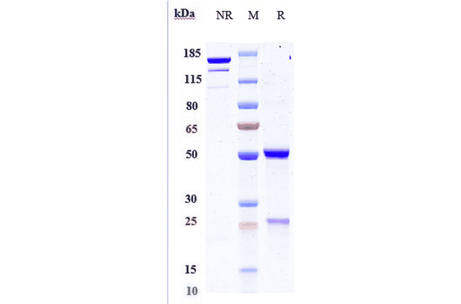 SDS-PAGE - Anti-PDGF B Antibody [MOR-8457] - Low endotoxin, Azide free (A324183) - Antibodies.com