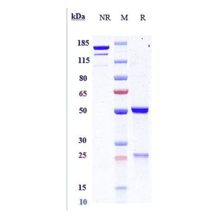 SDS-PAGE - Anti-PDGF B Antibody [MOR-8457] - Low endotoxin, Azide free (A324183) - Antibodies.com