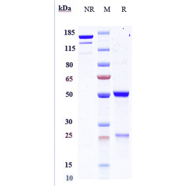 SDS-PAGE - Anti-PDGF B Antibody [MOR-8457] - Low endotoxin, Azide free (A324183) - Antibodies.com