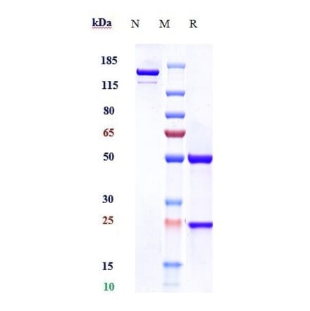 SDS-PAGE - Anti-PDGFC Antibody [Research Grade Biosimilar] - Low endotoxin, Azide free (A324184) - Antibodies.com