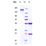 SDS-PAGE - Anti-PDGFC Antibody [Research Grade Biosimilar] - Low endotoxin, Azide free (A324184) - Antibodies.com