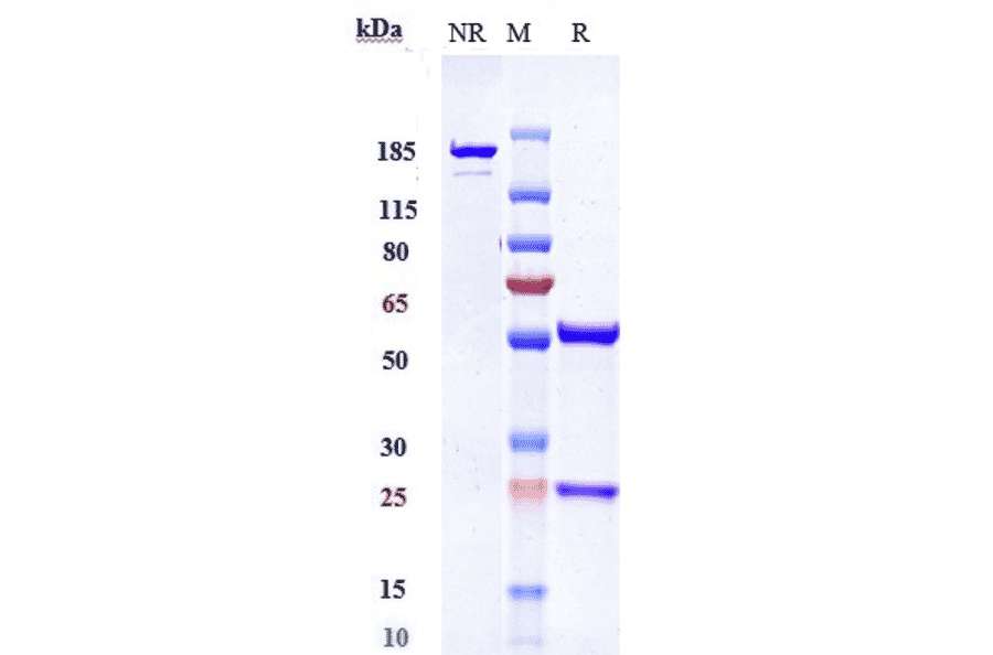 SDS-PAGE - Anti-PDGFR beta Antibody [IMC-2C5] - Low endotoxin, Azide free (A324185) - Antibodies.com