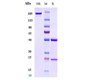 SDS-PAGE - Anti-PD-L1 Antibody [MDX-1105] - Low endotoxin, Azide free (A324186) - Antibodies.com