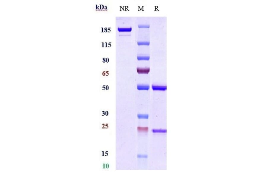 SDS-PAGE - Anti-PD-L1 Antibody [MDX-1105] - Low endotoxin, Azide free (A324186) - Antibodies.com