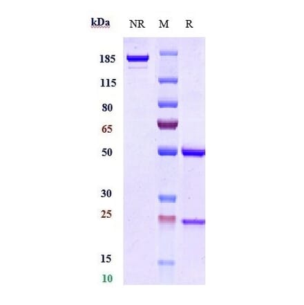 SDS-PAGE - Anti-PD-L1 Antibody [MDX-1105] - Low endotoxin, Azide free (A324186) - Antibodies.com