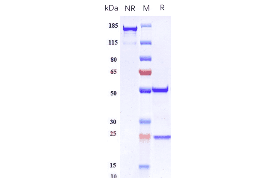 SDS-PAGE - Anti-PF4 Antibody [Research Grade Biosimilar] - Low endotoxin, Azide free (A324187) - Antibodies.com