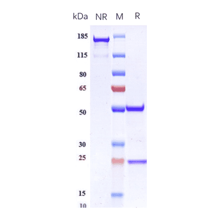 SDS-PAGE - Anti-PF4 Antibody [Research Grade Biosimilar] - Low endotoxin, Azide free (A324187) - Antibodies.com