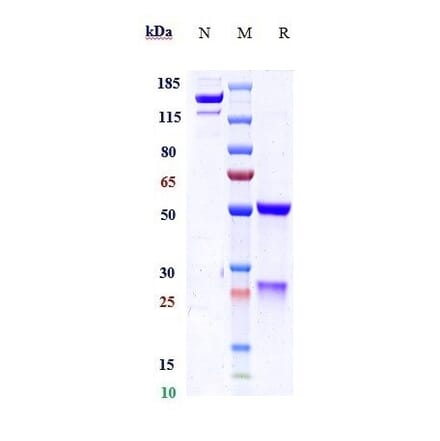 SDS-PAGE - Anti-PGRPS Antibody [Research Grade Biosimilar] - Low endotoxin, Azide free (A324188) - Antibodies.com