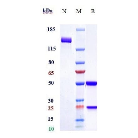 SDS-PAGE - Anti-PLA2G1B Antibody [Research Grade Biosimilar] - Low endotoxin, Azide free (A324190) - Antibodies.com
