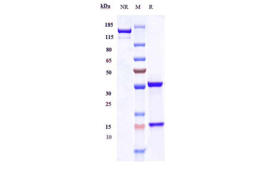 SDS-PAGE - Anti-Plxdc2 Antibody [Research Grade Biosimilar] - Low endotoxin, Azide free (A324192) - Antibodies.com