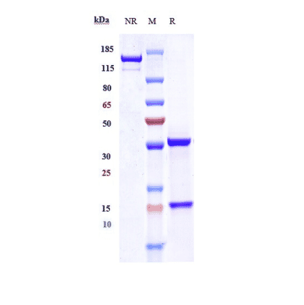 SDS-PAGE - Anti-Plxdc2 Antibody [Research Grade Biosimilar] - Low endotoxin, Azide free (A324192) - Antibodies.com