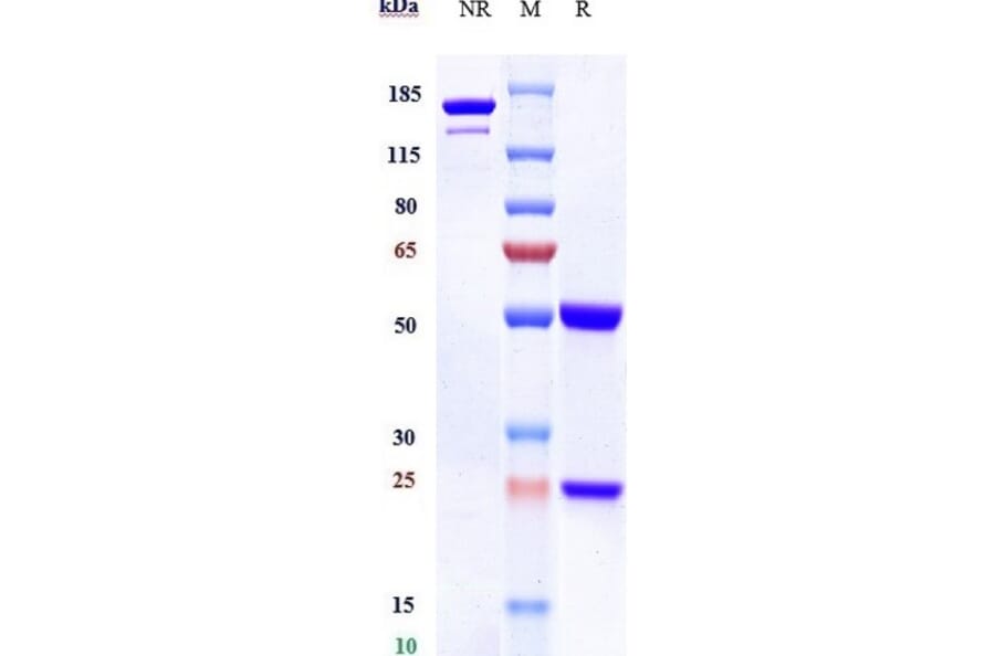 SDS-PAGE - Anti-Poliovirus Receptor/PVR Antibody [Ntx1088] - Low endotoxin, Azide free (A324193) - Antibodies.com