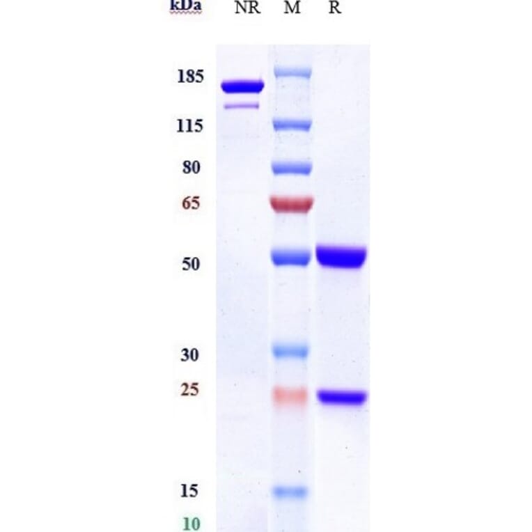 SDS-PAGE - Anti-Poliovirus Receptor/PVR Antibody [Ntx1088] - Low endotoxin, Azide free (A324193) - Antibodies.com