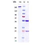 SDS-PAGE - Anti-Polyubiquitin-C Antibody [Research Grade Biosimilar] - Low endotoxin, Azide free (A324194) - Antibodies.com