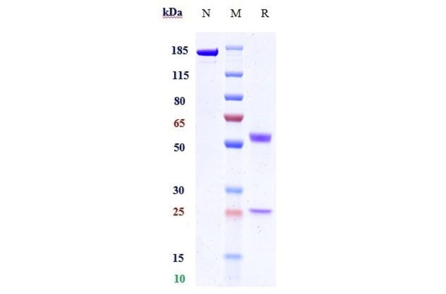SDS-PAGE - Anti-PVRIG/CD112R Antibody [GSK4381562] - Low endotoxin, Azide free (A324200) - Antibodies.com